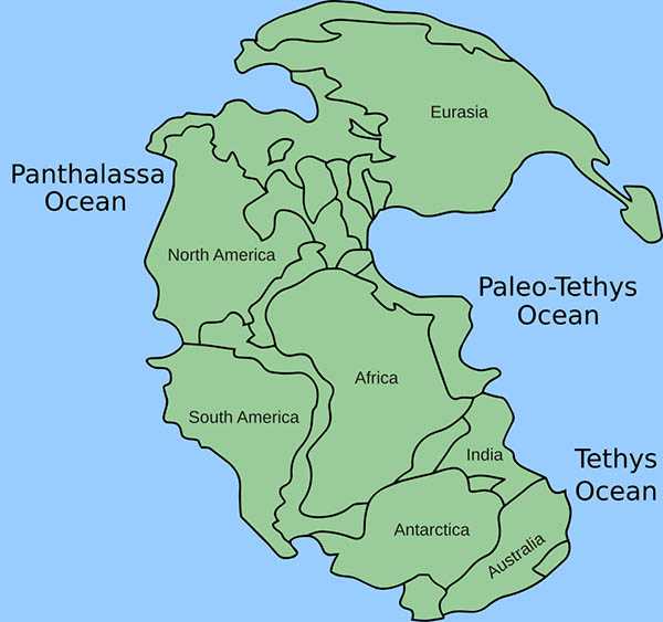 Pangea pangea